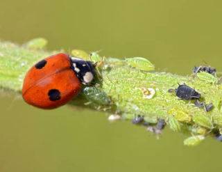 Coccinelle-pucerons-320x247