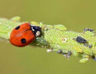 La coccinelle en plein repas