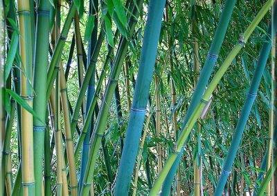 Bambous bleus