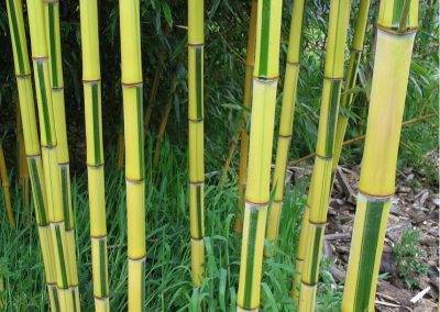 bambous spectabilis