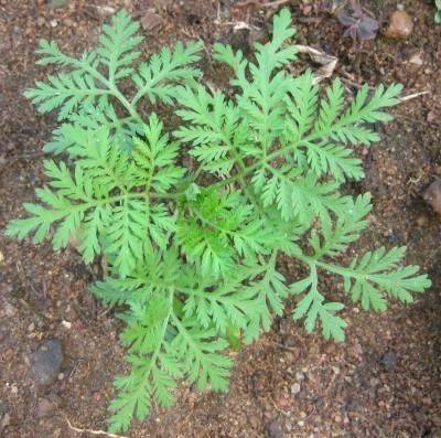 Feuilles très découpées de l'ambroisie