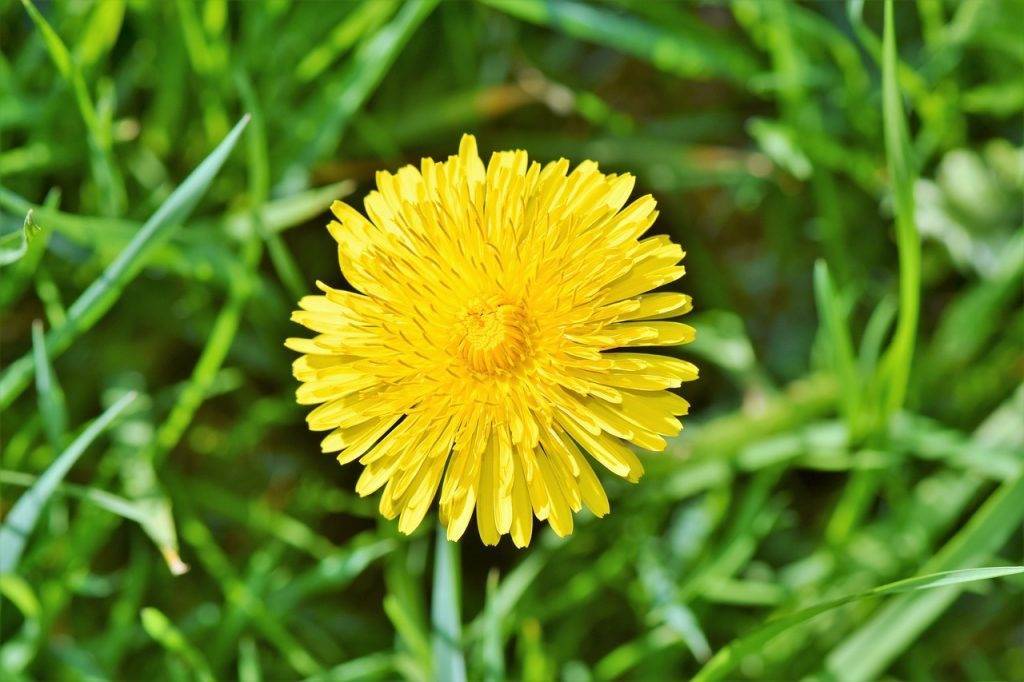 Fleur de pissenlit Une mauvaise herbe plutôt jolie!