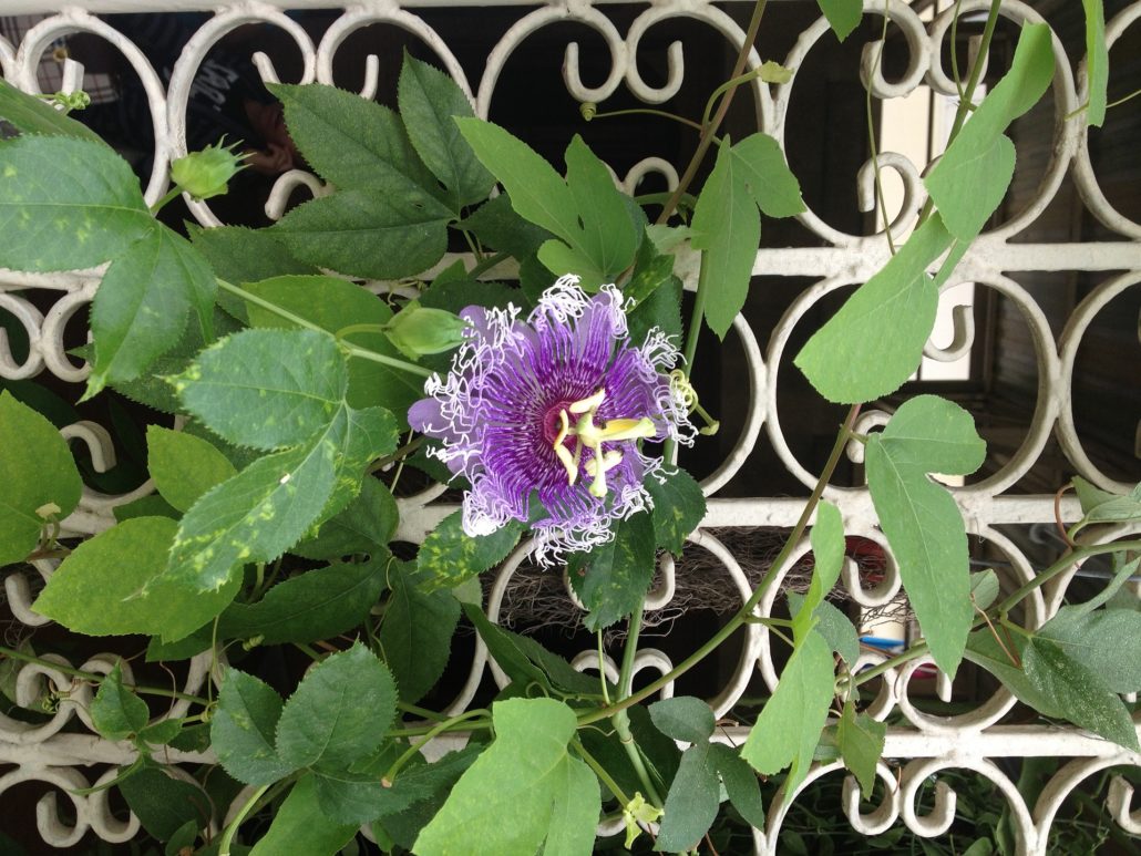Passiflore sur grillage