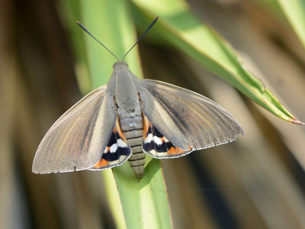 Papillon adulte