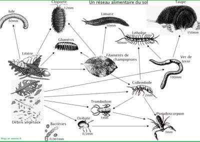 Arthropodes et vers