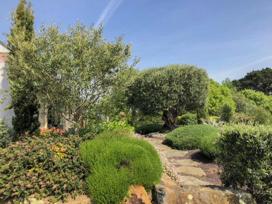 Jardin méditerranéen avec olivier