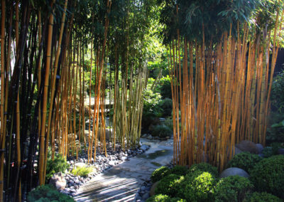 Bambous