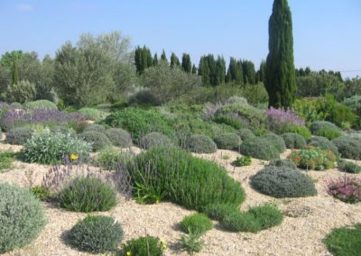 Le"jardin sec" avec cyprès