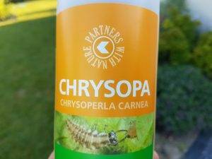 Flacon de chrysopa, larves de chrysopesAC