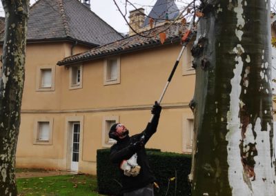 Julien réalise un petit élagage au Château Grand Barrail à Saint Emilion