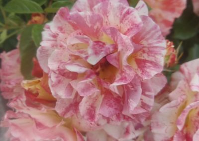 Une des sublimes fleurs de la roseraie du Château.