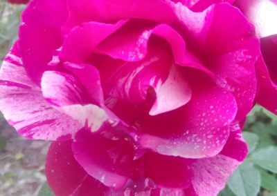 Une des sublimes fleurs de la roseraie du Château.