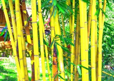 Bambous jaunes