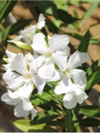 Fleurs de nerium blanc