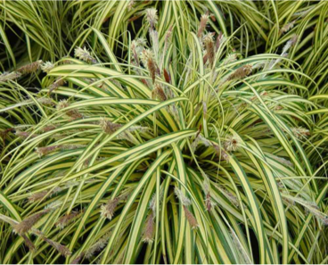 Carex panaché