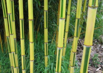 haie Bambous spectabilis