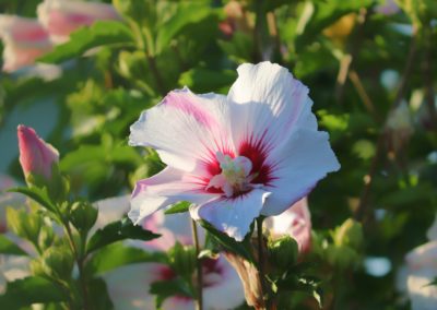 Hibiscus blanc et rose
