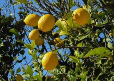 entretien du jardin citronnier