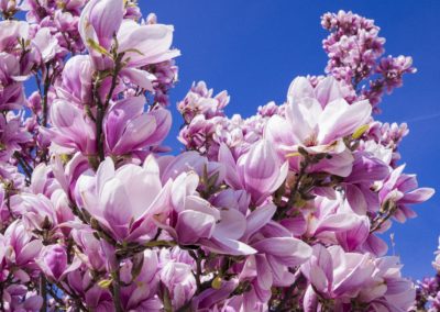 Fleurs de magnolia
