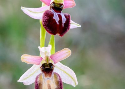 Orchidée sauvage Ophrys arachnitiformis