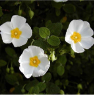 Fleurs de ciste blanche